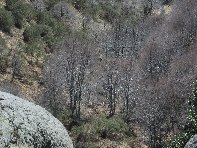 qua Rocca20100328 122
